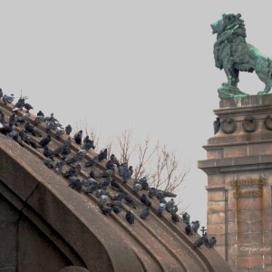 Unter den Augen des Löwen