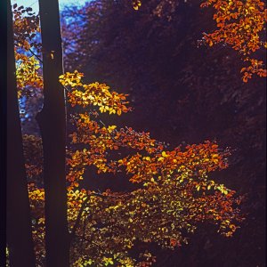 Herbst an der Traunpromenade