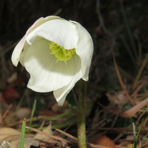 Dezemberschneerose