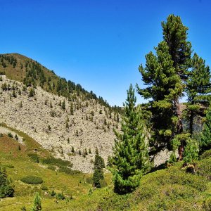 Zirbe im Wörgetal