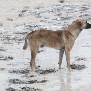 Hunde am Strand von Progreso - 1
