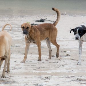 Hunde am Strand von Progreso - 2