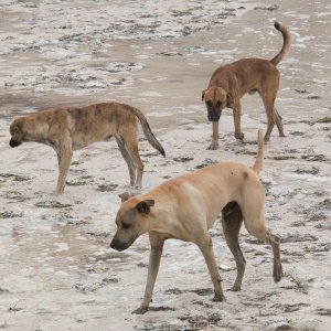 Hunde am Strand von Progreso - 3