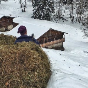 Heuziehen im Valsertal