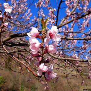 Mandelblüte, Vinschgau, Sonnenberg