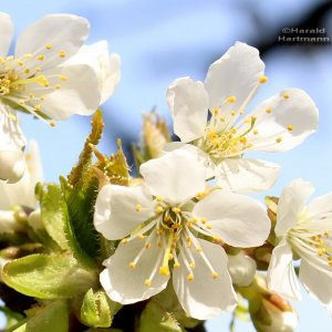 Kirschblüten