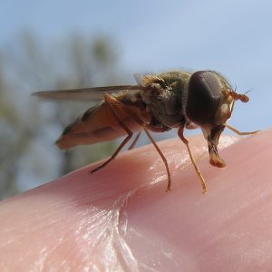 Schwebfliege