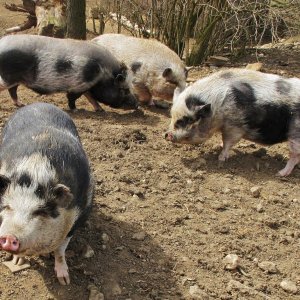 Schweinchen-Harem