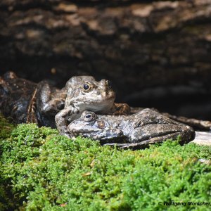 Alpenzoo Frösche