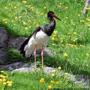 Alpenzoo Storch