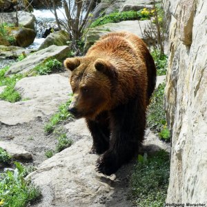 Alpenzoo Braunbär