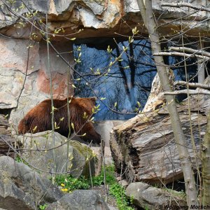 Alpenzoo - Braunbär besichtigt Besucher