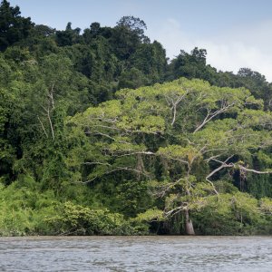 Río Usumacinta - 4