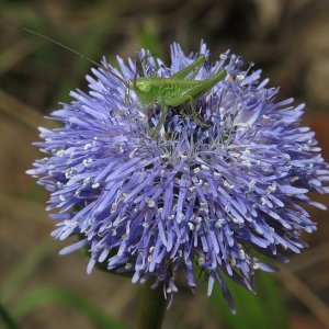 Besuch auf der Kugelblume