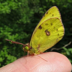 Postillon Colias croceus