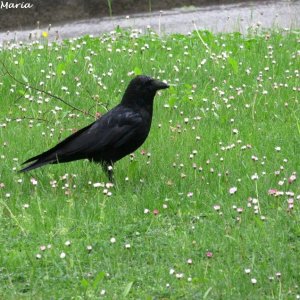 Vogel beim Stadtfriedhof Hall