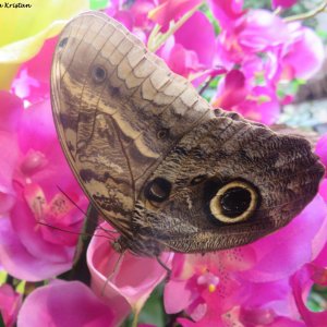 Bananenfalter (Caligo eurilochus)