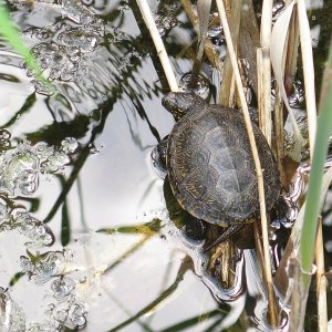 Europäische Sumpfschildkröte Emys orbicularis