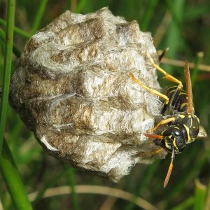 Wespe beim Nestbau