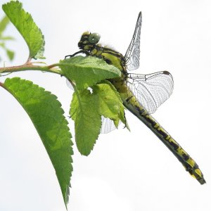 Gemeine Keiljungfer Gomphus vulgatissimus