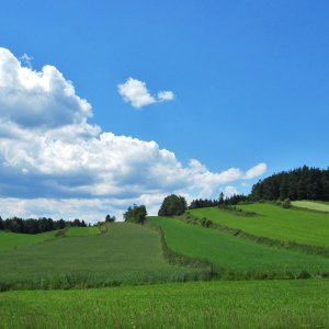 Streifenweise Waldviertel