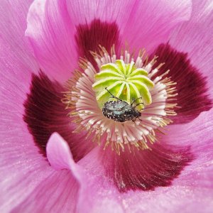 Trauer-Rosenkäfer im Schlafmohn