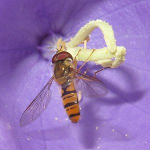 Hainschwebfliege in Glockenblume