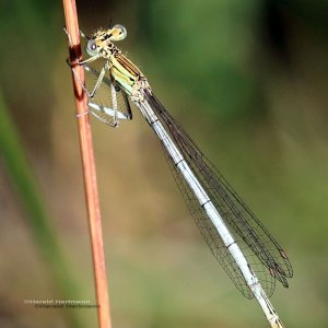 Blaue Federlibelle