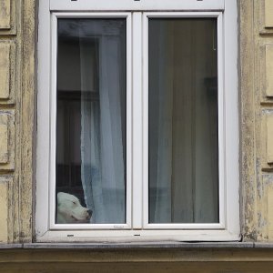 Der Fenstergucker