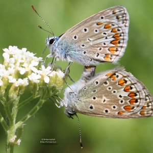 Hauhechel Bläulinge