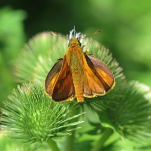 Rostfarbiger Dickkopffalter Ochlodes sylvanus