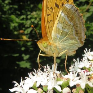 Kaisermantel Argynnis paphia