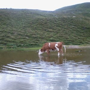 Viehtränke auf der Alm