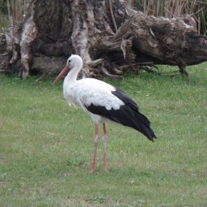 Storch in Ungarn