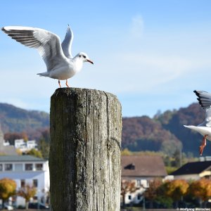 Möwen am Traunsee