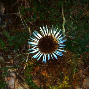 Eine Silberdistel am Rappinbach in den Bayerischen Voralpen.