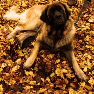 junger germanischer Bärenhund