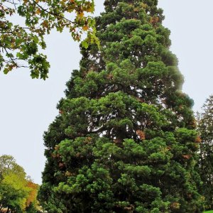 Mammut-Baum im Pötzleinsdorfer Schlosspark