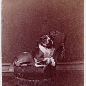 Hund 1880