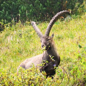 Steinbock an der Benediktenwand.