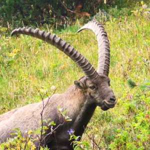 Steinbock an der Benediktenwand.