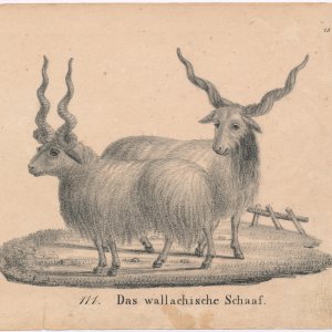 Walachenschafe