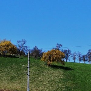 Dirndl-Blüte im Pielachtal