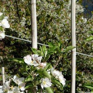 Apfelblüte Südtirol