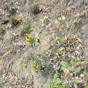 Trockenheit Südtirol Frühling 2017