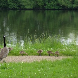 Familienspaziergang am Main