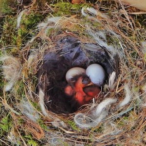 Muttertag im Vogelnest