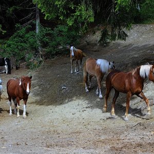 Auslauf