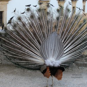 Pfau von hinten