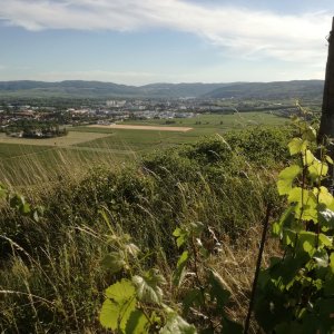 Blick auf Krems von den Weinbergen aus